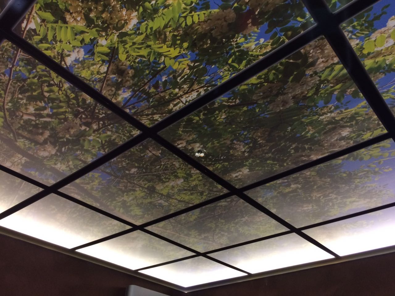 Потолок с 3D фотопечатью «Весеннее дерево»